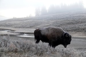 Bison in Yellowstone National Park, Wyoming
